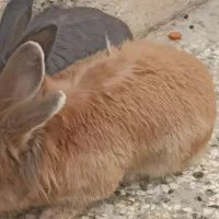 خرگوش نر ماده جفت لوپ