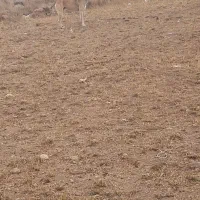 سگ سرابی گله ای|سگ|نیر (اردبیل), |دیوار