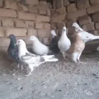 کفتر فروشی