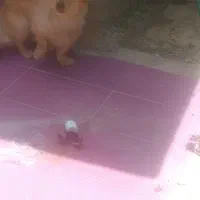 قیمت توافقی