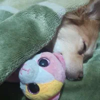 فروشی|سگ|تهران, استخر|دیوار