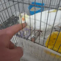 عروس هلندی دستی|پرنده|اسفراین, |دیوار