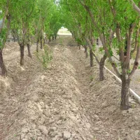 هرس کاری و درختکاری|خدمات باغبانی و درختکاری|گلپایگان, |دیوار