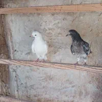 تعدادی جوجه کفتر  خوش سو  از پدر مادر پرشی  سالم