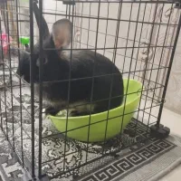 خرگوش لوپ مشکی