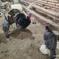 غوغ