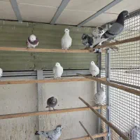 کبوتر  پرشی|پرنده|قم, چهار مردان|دیوار