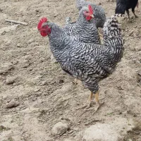 خروس (خروس آمروک)