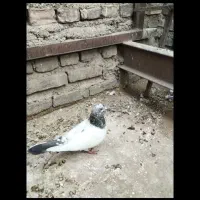 ماده کله دم سبز