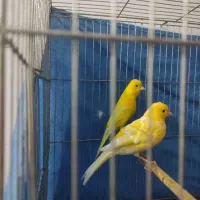 یک جفت قناری