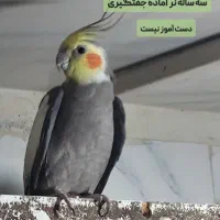 عروس هلندی و طوطی برزیلی|پرنده|بابل, |دیوار