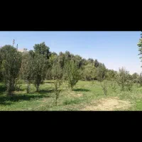 باغ هزار متر در شهر آوج با آب و درختان صد ساله