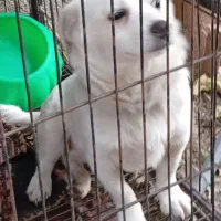 سگ ۳ماه نر حرف گوش کن