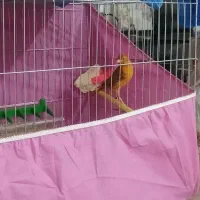 قناری ماده آماده