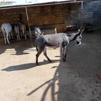 فروش الاغ صرفا به خاطر کمبود جا