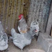 تخم نطفه دار گلین و چاپنیز