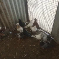 کبوتر|پرنده|شیراز, بازار|دیوار