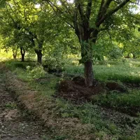 باغ فروشی کنگاور روستای آران