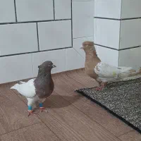 کله ای و طوقی