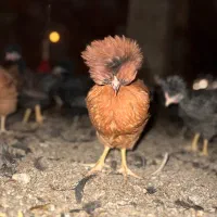 فروش نیمچه مرغ وخروس کاکلی|حیوانات مزرعه|تفت, |دیوار