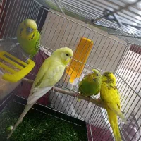 قیمت تخفیف هم دارد