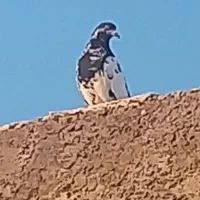 کبوتر معاوضه با جوجه سهره|پرنده|اندیشه, اندیشه فاز ۴|دیوار