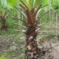 گل گیاه|گل و گیاه طبیعی|واجارگاه, |دیوار