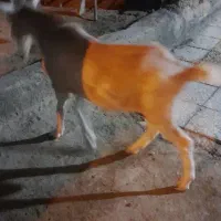 بز سانن نر|حیوانات مزرعه|هیرمند, |دیوار