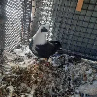 کفتر مخمل و ابلغ|پرنده|شیراز, گل سرخ|دیوار