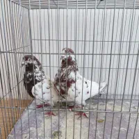 کفتر200|پرنده|دلیجان, |دیوار