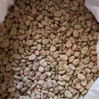 باقلا شاخ بزی|عمدهفروشی|خرمآباد, |دیوار