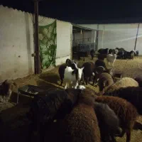 فروش بز نر برای نژاد