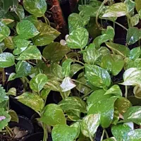 گل.   گل.   گل.|گل مصنوعی|یزد, |دیوار