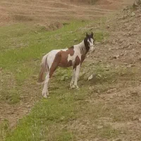 کره اسب ۱/۵ساله