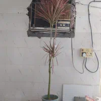 گل و گیاه دراسینا