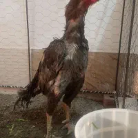 خروس لاری اصیل