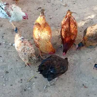 خروس|حیوانات مزرعه|ماهیدشت, |دیوار