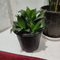 گل سانسور یا پست ماری و گل سانسور یا پا کوتاه