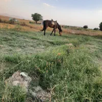 اسب نریان