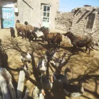 میش بره|حیوانات مزرعه|خنداب, |دیوار