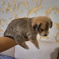 واگذاری توله سگ ۷۰ روزه|سگ|تهران, افسریه شمالی|دیوار