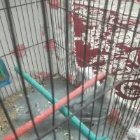 عروس هلندی|پرنده|کبودرآهنگ, |دیوار