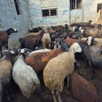 پخش گوسفند زنده همه روزه در کل طهران بدون تعطیلی|حیوانات مزرعه|تهران, بریانک|دیوار