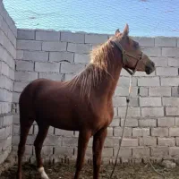 اسب‌