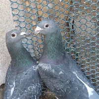 کفتر المانی