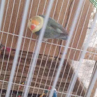 کوتوله ماده اماده جفت زدن