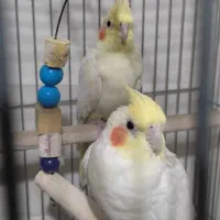 عروس هلندی لوتینو