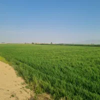 یونجه پرس|لوازم جانبی حیوانات|شیراز, کفترک|دیوار