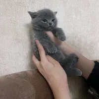 گربه اسکاتیش