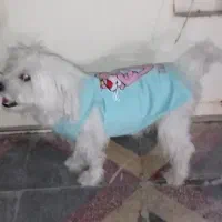 سگ گمشده منصوریه